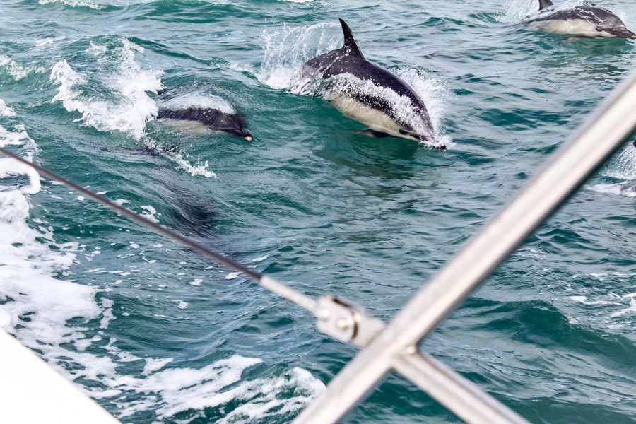 Dolphins escorted us home 🐬